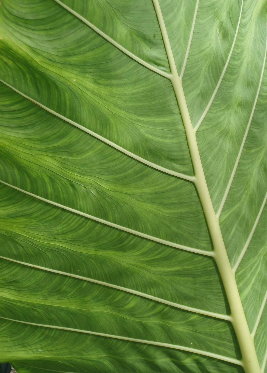 Latihan Simulasi Kebakaran